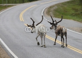 Naklejki Reindeer Walking in Road