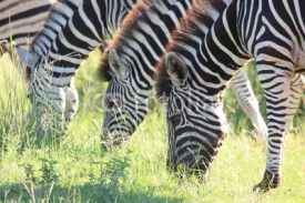 Naklejki zebre nella savana parco del kruger sudafrica