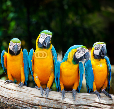 colorful four macaw sitting in a tree