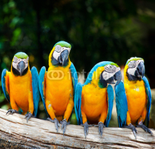 Fototapety colorful four macaw sitting in a tree
