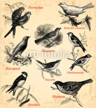 Obrazy i plakaty les oiseaux