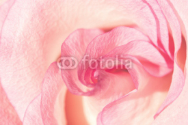 Fototapety Flower