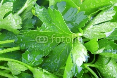 Fresh green parsley close-up