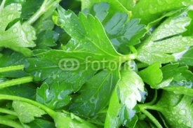 Naklejki Fresh green parsley close-up
