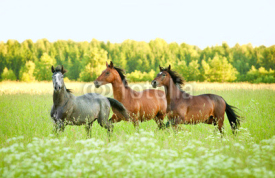 Naklejki Three horse running trot at flower field in summer
