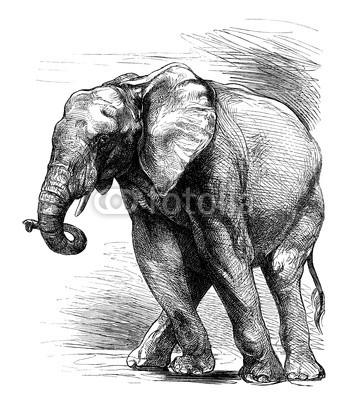 Profil Elephant