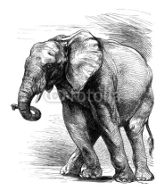 Fototapety Profil Elephant