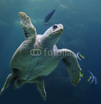 Naklejki Close-up view of a Loggerhead sea turtle - Caretta caretta