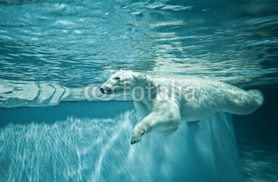Thalarctos Maritimus (Ursus maritimus) - Polar bear