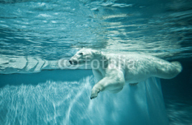 Naklejki Thalarctos Maritimus (Ursus maritimus) - Polar bear