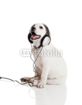 Fototapety Dog listening to music
