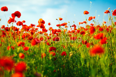 The huge field of red poppies flowers. Sun and clouds.