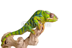 Naklejki Colorful chameleon