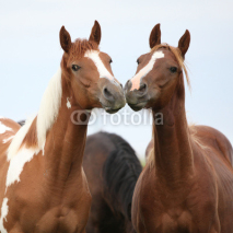 Fototapety Two young horses together on pasturage