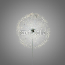 Fototapety dandelion