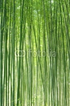 Fototapety 嵯峨野の竹林