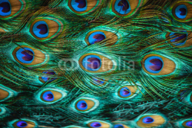Naklejki Colorful peacock feathers,Shallow Dof