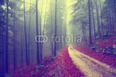 Vintage forest road