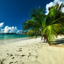 Fototapety Beautiful beach with palm tree at Seychelles
