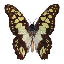 Naklejki Swallowtail Butterfly