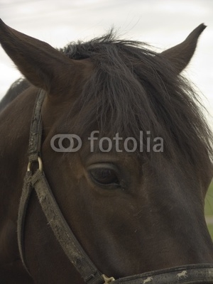 sad horse portrait