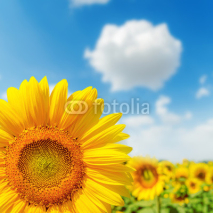 Fototapety sunflower closeup on field and blue sky