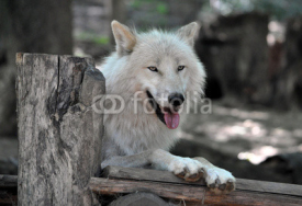 Naklejki white Wolf