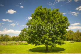 Naklejki Maple tree in summer field