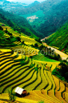 Naklejki Rice fields of terraced in Vietnam