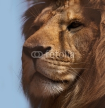 Fototapety lion