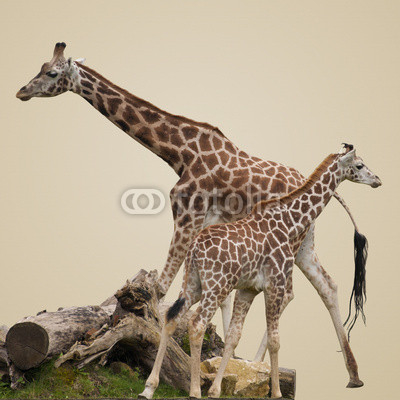 Giraffes Isolated