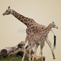 Naklejki Giraffes Isolated