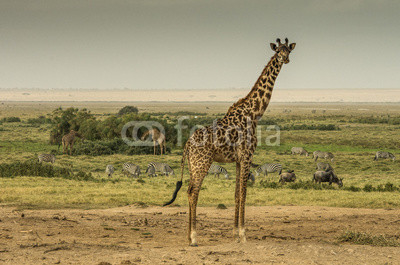 Giraffa, zebre e gnu nella savana