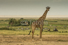 Naklejki Giraffa, zebre e gnu nella savana