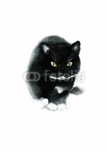 Naklejki Black cat on white background