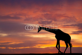 Naklejki Silhouette of a giraffe against a beautiful sunset