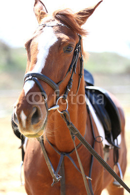 Purebred horse on bright background