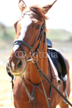 Naklejki Purebred horse on bright background