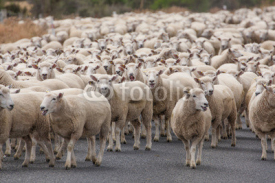 Fototapety Sheeps