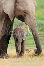 Naklejki African elephant with calf, Amboseli National Park