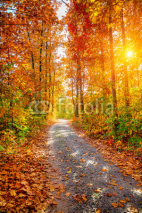 Fototapety Autumn forest