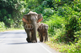 Naklejki Asian elephant in Khao Yai National Park,Thailand