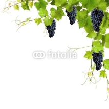 Fototapety Collage of vine leaves and blue grapes