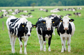 Naklejki herd of cows on the pasture