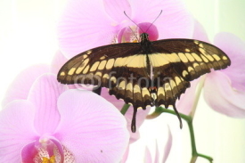 Fototapety Schmetterlinge