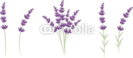 Naklejki Lavender