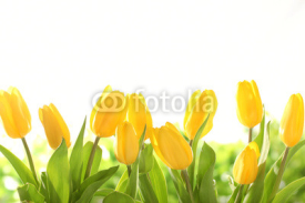 Naklejki Yellow tulips