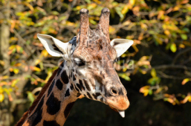 Naklejki Giraffe - Giraffa camelopardalis
