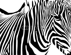 Obrazy i plakaty zebra