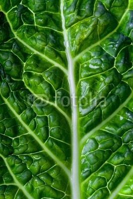 savoy cabbage leaf